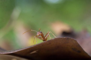 Ağaçtaki kırmızı karıncanın makro fotoğrafı.