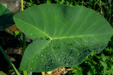 Göletteki lotus.