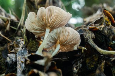 Ağaçtaki mantarlar