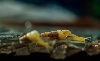 Bahçedeki bir salyangozun yakın çekimi.