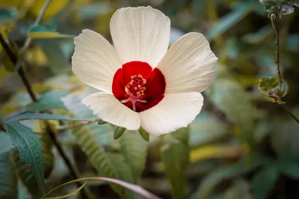 Stock image A white flower with red petals. The flower is in a green field