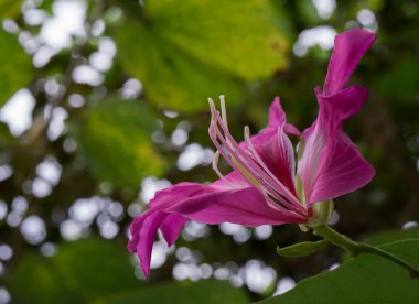 güzel pembe çiçekler görünümünü kapat