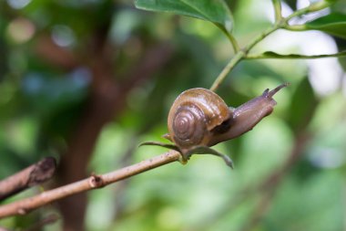Salyangoz, sarmal pomatia, yeşil bitkinin üzerindeki sarmal salyangoz.