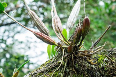 bir ağaçta yetişen yeşil bitki