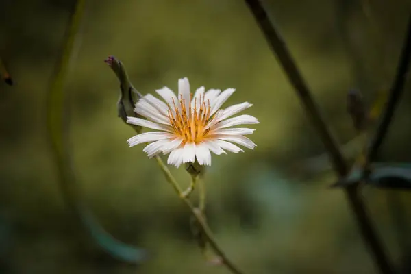 stock image A white flower with yellow center is on a green stem