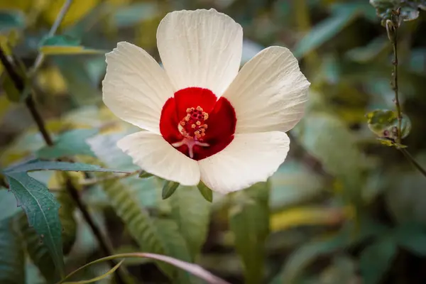 stock image A white flower with red petals. The flower is in a green field