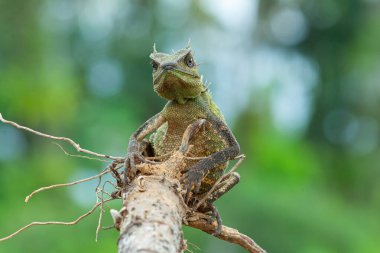 Bir ağaç dalı üzerinde yeşil bukalemun