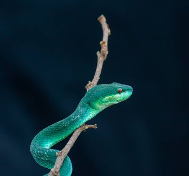 Yılan, yılan (piton pitonu proisphus )