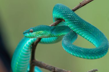 Doğadaki mavi yılan.