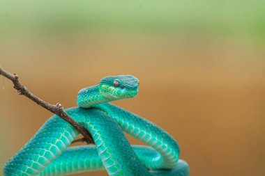 Mavi yılan, yılan (Vipera dytes simii )
