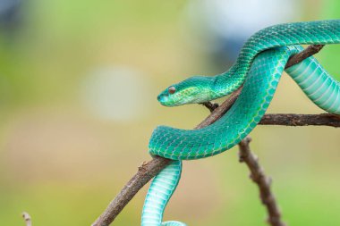 Bir ağaç dalındaki yeşil piton, yaklaş