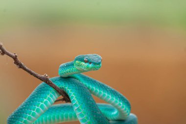 Yeşil ağaç dalının görüntüsünü kapat