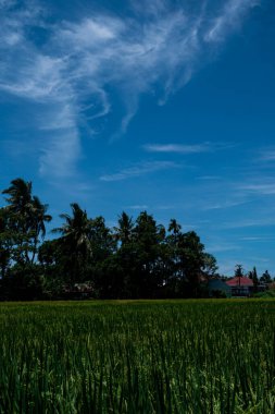 Sabah yeşil pirinç tarlaları Ubud, Bali 'de.