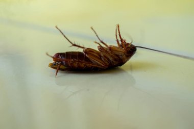 Arka plandaki hamamböceğini kapat. böcek kontrolü