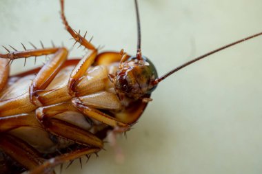 Kanatları olan kahverengi bir hamamböceğinin makro fotoğrafı.