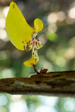 Bahçedeki sarı ve beyaz kelebek