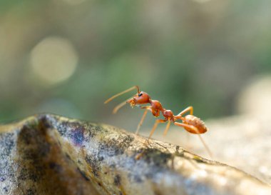 Ormanda, doğada ve çevrede karıncalar.