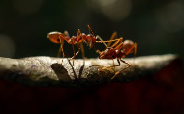 Ormanda kırmızı karıncalar