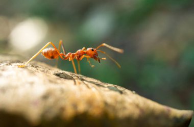 Çubukta kırmızı bir karınca.