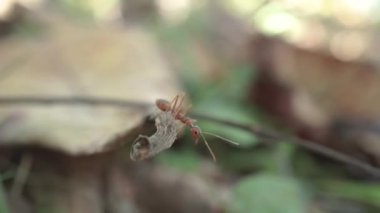 Ormandaki vahşi mantarın yakın plan çekimi.