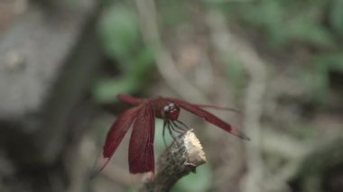 Kızıl, bahçede uçan bir sinek.