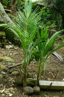 Hindistan cevizi ağacı fideleri ekilmeye hazır.