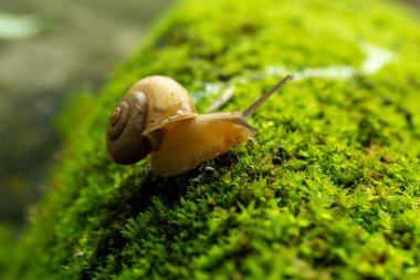 Salyangoz üzerinde yeşil yosun