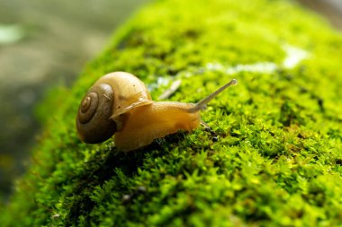 Ağaçtaki bir salyangoz