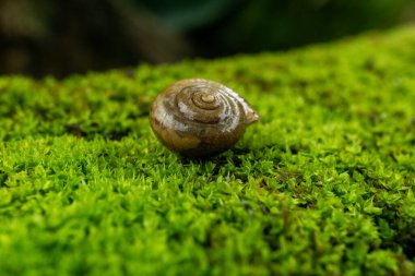 Ağaçtaki yeşil salyangoz