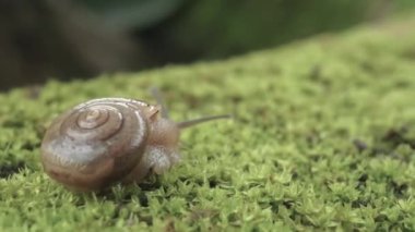 Yeşil yapraklı salyangoz