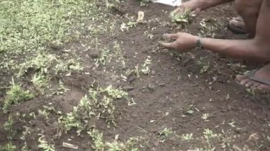 Genç adam bahçeye ağaç dikiyor, yakından bakıyor.