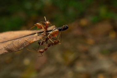 Doğadaki böceği kapatın.