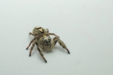 Zıplayan örümceğin makro yakın plan görüntüsü