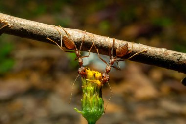 İşçi karıncalar ve hafif bokeh arkaplanı, (Oecophylla smaragdina F.)