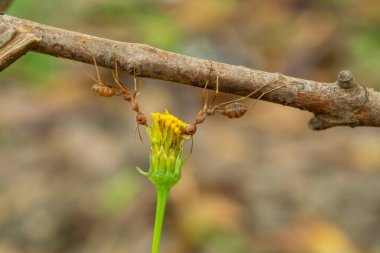 İşçi karıncalar ve hafif bokeh arkaplanı, (Oecophylla smaragdina F.)
