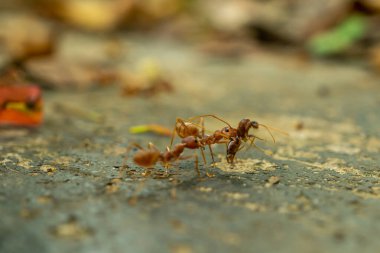 İşçi karıncalar ve hafif bokeh arkaplanı, (Oecophylla smaragdina F.)