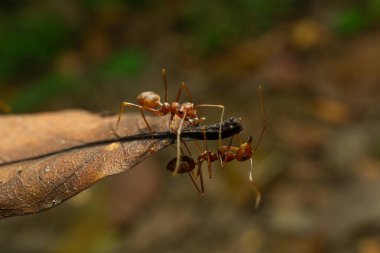 İşçi karıncalar ve hafif bokeh arkaplanı, (Oecophylla smaragdina F.)