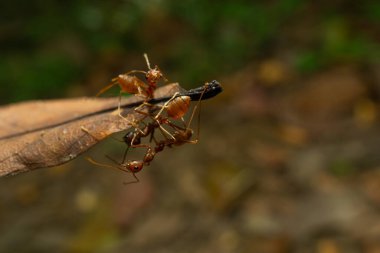 İşçi karıncalar ve hafif bokeh arkaplanı, (Oecophylla smaragdina F.)