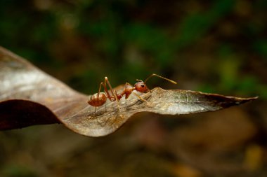 İşçi karıncalar ve hafif bokeh arkaplanı, (Oecophylla smaragdina F.)