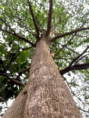 Gölgeli bir ağacın gövdesi aşağıdan vurgulanır. Dalları ve yaprakları olan bir ağaç..