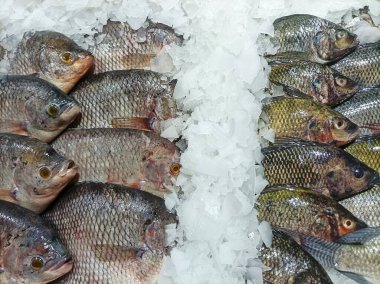 Gourami ve tilapia balıklarından oluşan taze bir koleksiyon, buzdan bir yatak üzerinde, farklı pullarını ve renklerini sergiliyor, lezzetli bir yemek için mükemmel..