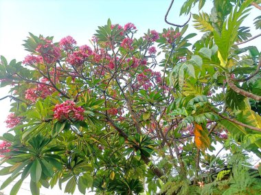 Parlak pembe çiçekler ve yemyeşil yapraklar berrak bir gökyüzüne karşı duruyor, güneşli bir günde doğanın canlı güzelliğini gözler önüne seriyor..
