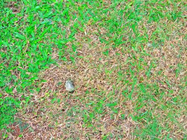 Canlı bir yeşil çimen halısı eşit bir şekilde yayılarak yemyeşil, doğal bir manzara yaratır. Açık hava aktiviteleri, bahçıvanlık ya da doğanın huzurlu güzelliğinin tadını çıkarmak için mükemmel. Çimenler ve parklar için ideal..