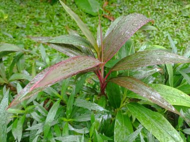 Geniş yapraklı uzun yeşil ve kırmızı tropikal bitkiler mavi gökyüzü ve ince beyaz çiçeklerin bir zemin üzerinde durarak yemyeşil ve canlı bir manzara yaratırlar..