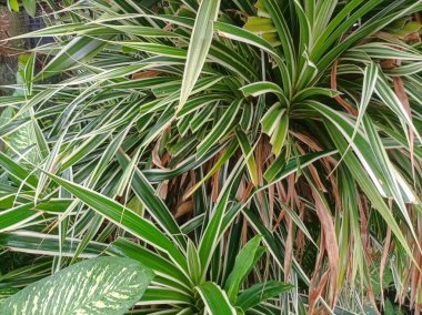 Uzun, çizgili yaprakları olan yoğun bir yeşil bitki kümesi. Bazıları kahverengi uçlu. Yapraklar yemyeşil ve çeşitlidir, canlı ve doğal bir doku yaratır..