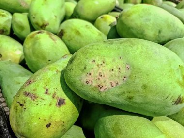 Cildinde doğal lekeler olan taze, yeşil bir mango yığını. Organik ve taze kalitelerini ön plana çıkarıyor. Mükemmel tropikal atıştırmalıklara hazır..