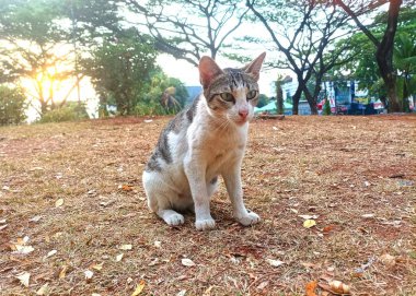 Kedi yerde oturuyor.