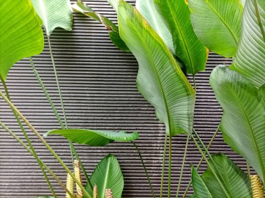 Dokulu bir duvara karşı yemyeşil yapraklar canlı bir kontrastlık yaratır, doğal elementleri modern tasarım ile harmanlar..