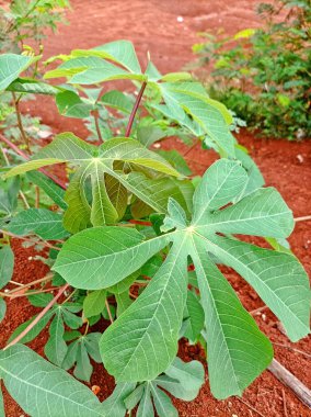 Benzersiz desenlere sahip canlı yeşil yapraklar, doğanın basit ama çarpıcı yaratıklarının güzelliğini vurgulayarak, zengin kırmızı toprağa karşı gelişir..