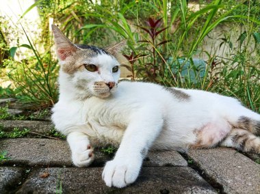 Taş kaldırımda dinlenen sakin bir kedi, doğal yeşil bir arka planda güneşin altında güneşleniyor. Mükemmel bir sükunet ve zarafet anı.